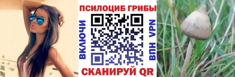 цены наркотик Боготол Псилоцибиновые грибы Psilocybine cubensis